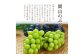 【先行予約】岡山県産 瀬戸ジャイアンツ2房（1房480ｇ以上）約1kg 化粧箱入り