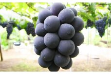 【ハウス栽培】ニューピオーネ 1房 （680g以上）【2025年7月上旬-8月上旬 発送予定】【葡萄 ぶどう ニューピオーネ 果物 フルーツ 国産 人気 おすすめ 岡山県 倉敷市】