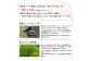【3ヵ月定期便】3回連続 岡山県倉敷市産 きぬむすめ  10kg 玄米 計30kg