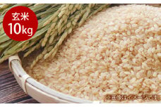 令和7年産 岡山県倉敷市産 きぬむすめ 玄米 10kg【2025年10月上旬より発送開始】