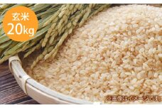 令和7年産 岡山県倉敷市産 きぬむすめ 玄米 20kg【2025年10月上旬より発送開始】