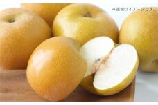 岡山県産新高梨 4～6玉 約3kg【2025年10月下旬-11月上旬迄発送予定】【なし 梨 高梨 フルーツ 人気フルーツ おすすめフルーツ 岡山県 倉敷市】