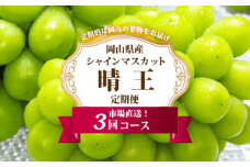 ［2025年先行予約］ 岡山県産 シャインマスカット晴王3回定期便【2025年8月下旬-10月下旬 発送予定】【シャインマスカット 果物 フルーツ 国産 人気 おすすめ 岡山県 倉敷市】