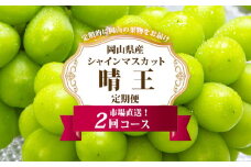 【2025年先行予約】 岡山県産 シャインマスカット晴王2回定期便【2025年8月下旬-9月下旬 発送予定】【シャインマスカット 果物 フルーツ 国産 人気 おすすめ 岡山県 倉敷市】