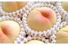 【訳アリ家庭用】岡山白桃 3.8kg〈もっとも旬な品種の桃をお届け〉【2025年6月下旬-9月下旬 発送予定】【もも 果物 フルーツ 国産 人気 おすすめ 岡山県 倉敷市】