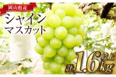 岡山シャインマスカット 2～3房 1.6キロ以上【シャインマスカット シャイン マスカット 人気フルーツ 岡山フルーツ おすすめフルーツ 岡山県 倉敷市】
