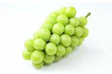 岡山県産シャインマスカット（ご家庭用）約1.2kg（2~3房）【2025年9月上旬-10月下旬 発送予定】【シャインマスカット 果物 フルーツ 国産 人気 おすすめ 岡山県 倉敷市】