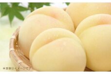 岡山県産白桃 5～7玉 約1.3kg【2025年7月上旬-7月下旬発送予定】