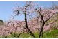 【訳アリ家庭用】清水白桃 3.8キロ