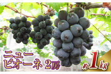 ニュー ピオーネ 2房（1房 500g前後）【2025年7月下旬-9月下旬 発送予定】【産地直送 岡山県産 国産 ニューピオーネ ブドウ 葡萄 ぶどう 果物 ギフト たけまさぶどう園 人気フルーツ 岡山フルーツ おすすめフルーツ 岡山県 倉敷市 おすすめ 人気】