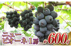 ニュー ピオーネ 1房（1房 600g前後）【2025年7月下旬～9月上旬 発送予定】【産地直送 岡山県産 国産 ニューピオーネ ブドウ 葡萄 ぶどう 果物 ギフト たけまさぶどう園 人気フルーツ 岡山フルーツ おすすめフルーツ 岡山県 倉敷市 おすすめ 人気】