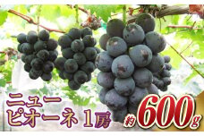 ニュー ピオーネ 1房（1房 600g前後）【2025年7月下旬～9月上旬 発送予定】【産地直送 岡山県産 国産 ニューピオーネ ブドウ 葡萄 ぶどう 果物 ギフト たけまさぶどう園 人気フルーツ 岡山フルーツ おすすめフルーツ 岡山県 倉敷市 おすすめ 人気】