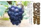 ニュー ピオーネ 1房（1房 600g前後）