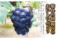 ニュー ピオーネ 2房（1房 650g前後）
