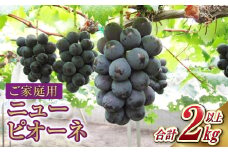 ご家庭用 ニュー ピオーネ 合計2kg以上【2025年7月下旬～9月下旬 発送予定】【産地直送 岡山県産 国産 ニューピオーネ ブドウ 葡萄 ぶどう 果物 たけまさぶどう園 人気フルーツ 岡山フルーツ おすすめフルーツ 岡山県 倉敷市 おすすめ 人気