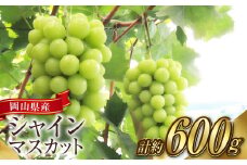 シャインマスカット 1房（1房 600g前後）【2025年9月上旬～10月下旬 発送予定】【産地直送 岡山県産 国産 シャインマスカット ブドウ 葡萄 ぶどう 果物 ギフト たけまさぶどう園 人気フルーツ 岡山フルーツ おすすめフルーツ 岡山県 倉敷市 おすすめ 人気】