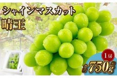 岡山県産 シャインマスカット 晴王 1房 約750g【2025年9月上旬-10月下旬 発送予定】｜種無し 皮ごと食べる 旬の美味しさ フレッシュ 先行予約 ハレノフルーツ