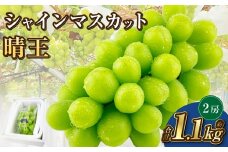 岡山県産 シャインマスカット 晴王 2房 約1.1kg【2025年9月上旬-10月下旬 発送予定】｜種無し 旬の美味しさ 皮ごと食べる フレッシュ 先行予約 ハレノフルーツ