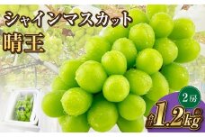 岡山県産 シャインマスカット 晴王 2房 約1.2kg【2025年9月上旬-10月下旬 発送予定】｜種無し 皮ごと食べる 旬の美味しさ フレッシュ 先行予約 ハレノフルーツ
