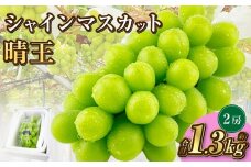 岡山県産 シャインマスカット 晴王 2房 約1.3kg【2025年9月上旬-10月下旬 発送予定】｜種無し 皮ごと食べる 旬の美味しさ フレッシュ 先行予約 ハレノフルーツ