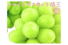 《2026年発送》シャインマスカット 晴王 2房 約1.4kg 2回 定期便 7月・8月に1回ずつお届け 【シャインマスカット マスカット ぶどう 葡萄 岡山県産   種無し 皮ごと食べる みずみずしい フレッシュ 温室栽培 晴れの国おかやま 果物大国 彩美菜果 岡山県 倉敷市 おすすめ 人気 】