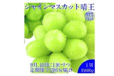 【2回定期便】シャインマスカット 晴王 １房 約600ｇ２回 定期便 9月・10月に1回ずつ発送 種無し  皮ごと食べる  フレッシュ  旬の美味しさ【岡山県産 種無し 皮ごと食べる みずみずしい 甘い フレッシュ 9月～10月発送 晴れの国 おかやま ぶどう 葡萄 マスカット 果物大国 彩美菜果 岡山県 倉敷市 おすすめ 人気】
