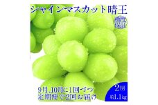 【2回定期便】シャインマスカット 晴王 ２房 約1.1kg ２回 定期便 9月・10月に1回ずつ発送【岡山県産 種無し 皮ごと食べる みずみずしい 甘い フレッシュ 9月～10月発送 晴れの国 おかやま ぶどう 葡萄 マスカット 果物大国 彩美菜果 岡山県 倉敷市 おすすめ 人気】