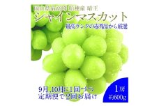 【2回定期便】 プレミアム シャインマスカット 晴王 1房 約600g 2回 定期便 9月・10月に1回ずつお届け 種無し  皮ごと食べる  フレッシュ  旬の美味しさ【シャインマスカット マスカット ぶどう 葡萄 岡山県産   種無し 皮ごと食べる みずみずしい 9月～10月お届け フレッシュ 晴れの国おかやま 果物大国 贈答品 彩美菜果 岡山県 倉敷市 おすすめ 人気 】