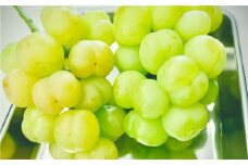 岡山県産ぶどう2種（シャインマスカット+瀬戸ジャイアンツ）家庭用 約2kg ぶどう ブドウ 葡萄 果物 フルーツ 岡山県 倉敷市【2025年9月上旬～9月下旬発送予定】