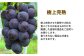 厳選 藤稔 2房 合計1.0kg以上