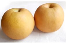 あたご梨 2玉 約1.8kg 【2025年11月下旬～12月下旬迄順次発送予定】 梨 なし ナシ 果物 フルーツ 岡山県 倉敷市