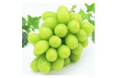 岡山県産 シャインマスカット 1房 ・ 桃太郎ぶどう 1房 （合計約1kg） 【2025年9月下旬～11月上旬迄順次発送予定】 葡萄 ぶどう ブドウ マスカット 果実 フルーツ 果物 種なし 皮ごと 大粒 セット 岡山県 倉敷市 冷蔵