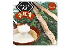 仙人の里・久米　自然薯　約1kg【1066305】