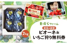 ＜2025年度発送分＞朝採れ新鮮ピオーネ2kg&いちご狩り無料券_ ぶどう 葡萄 ブドウ ピオーネ 種無し 朝採れ 果物 くだもの フルーツ いちご狩り 体験チケット 無料券 大人1名 産直 産地直送 岡山県 津山市 送料無料 【1030443】