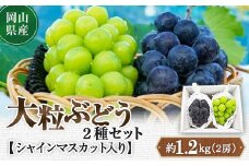 ＜2025年10月より発送＞大粒ぶどう2種セット　シャインマスカットほか 2房 約1.2kg_ シャインマスカット ふるさと納税 ぶどう 葡萄 ブドウ マスカット 2種 セット 食べ比べ 果物 フルーツ くだもの 岡山県 津山市 ギフト 産直 産地直送 送料無料 【1244629】