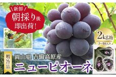 新鮮・朝採り後即出荷!　岡山県　吉備高原産ニューピオーネ　2kg箱(3～4房入)ご贈答品_ ピオーネ ふるさと納税 ぶどう 葡萄 ブドウ 種なしぶどう 濃厚フルーツ 朝採れ直送 秋ギフト シャインマスカット代替 岡山県 津山市 贈答 ギフト 送料無料 【1299812】