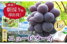 新鮮・朝採り後即出荷!　岡山県　吉備高原産ニューピオーネ　1房入り(700g以上)贈答品_ 種なしぶどう 濃厚フルーツ 朝採れ直送 秋ギフト シャインマスカット代替 岡山県 津山市 果物 くだもの フルーツ 送料無料 人気 【1299810】