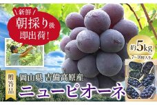 新鮮・朝採り後即出荷!　岡山県　吉備高原産ニューピオーネ　約5kg(7～10房入り)贈答品【1299813】