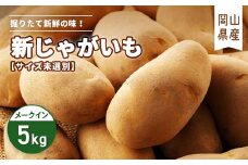 新じゃがいも　5kg　サイズ未選別【1303219】