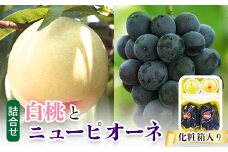＜2025年発送＞岡山県産　詰合せ/白桃とニューピオーネ　化粧箱入り【1281365】