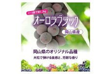 ＜2024年お届け＞朝採れオーロラブラック 約1.2kg【1329064】