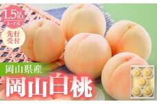 ◆先行受付◆　岡山県産　岡山白桃5～7玉(1)　2025年発送_ もも 桃 白桃 モモ 果物 くだもの 訳なし フルーツ デザート 人気 美味しい 甘い 岡山 産直 産地直送 ギフト プレゼント 送料無料 【1349774】
