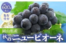 岡山県産　秋のニューピオーネ　2025年発送　◆先行受付◆_ニューピオーネ ぶどう 葡萄 ブドウ 岡山県産 フルーツ 果物 くだもの 種無し 贈答 ギフト プレゼント 岡山県 津山市 産直 産地直送 送料無料【1350316】