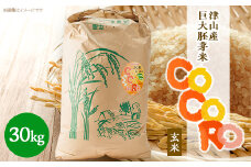 ＜突鉱土育ち＞巨大胚芽米CoCoRo 30kg_ 米 30kg こめ コメ お米 巨大胚芽米 胚芽米 玄米 げんまい 健康米 大容量 栄養価 ビタミン ご飯 ごはん お弁当 おにぎり 産直 産地直送 国産 岡山県 津山市 送料無料 【1361995】