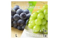 ＜2025年8月発送＞岡山県産　シャインマスカット 晴王・ニューピオーネ　Lサイズ　詰合せ【1365370】