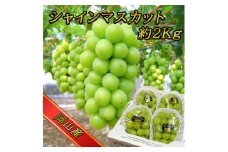 糖度!シャインマスカット!約2kg＜2025年8月中旬より順次発送＞ギフトにも岡山県産ぶどう!【1365245】