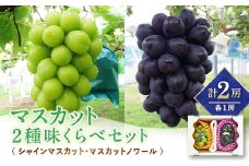 ＜2024年発送＞マスカット2種味くらべセット(シャインマスカット・マスカットノワール)【1365347】