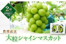 ＜2024年発送＞農園直送エメラルドに輝く大粒シャインマスカット1箱(600g以上×2房)【1365348】