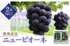 ＜2024年発送＞農園直送ニューピオーネ2房×1箱 朝採りのみずみずしさをそのままに!【1365349】