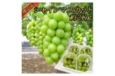 ＜2025年発送＞訳あり!シャインマスカット約2kg!9月上旬～順次発送＜人気の岡山産ぶどう＞_ シャインマスカット ぶどう 葡萄 ブドウ 果物 くだもの 訳あり マスカット フルーツ 人気 岡山県 津山市 産地直送 送料無料 【1378276】